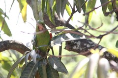 Psittacara leucophthalmus