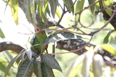 Psittacara leucophthalmus