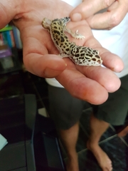 Eublepharis macularius