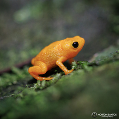 Brachycephalus rotenbergae