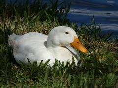 Anas platyrhynchos domesticus