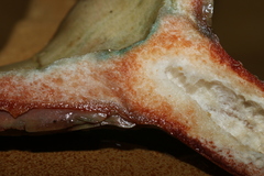 Lactarius sanguifluus