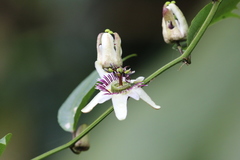 Passiflora alnifolia