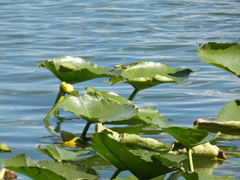 Nuphar advena
