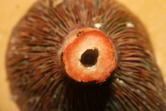 Lactarius sanguifluus