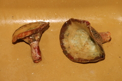 Lactarius sanguifluus