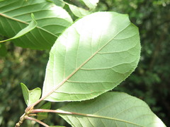 Pterostyrax corymbosus