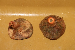 Lactarius sanguifluus