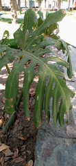 Monstera deliciosa