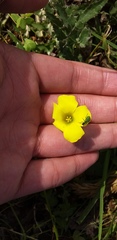 Oxalis pes-caprae