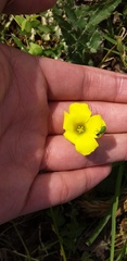 Oxalis pes-caprae