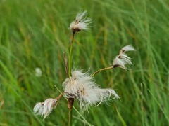 Eriophorum latifolium