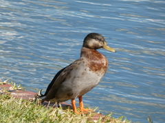 Anas platyrhynchos domesticus