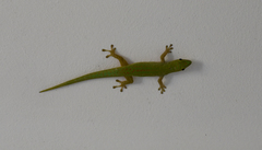 Phelsuma sundbergi longinsulae