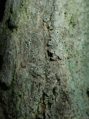 Arthonia arthonioides