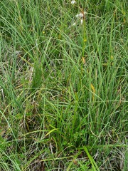 Eriophorum latifolium