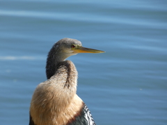 Anhinga anhinga
