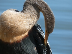 Anhinga anhinga