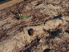 Vanessa atalanta atalanta