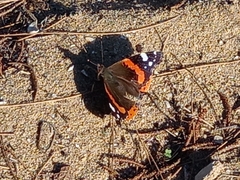 Vanessa atalanta atalanta