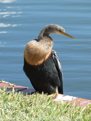 Anhinga anhinga