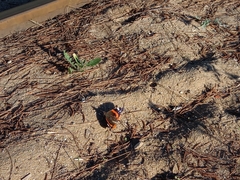 Vanessa atalanta atalanta