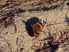 Vanessa atalanta atalanta