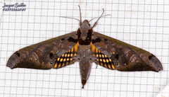 Adhemarius tigrina