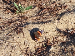 Vanessa atalanta atalanta