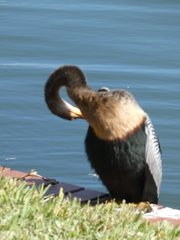 Anhinga anhinga