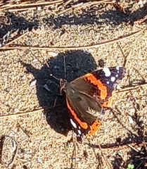 Vanessa atalanta atalanta