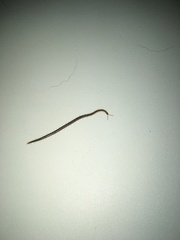 Geophilus carpophagus