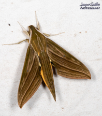 Xylophanes aristor