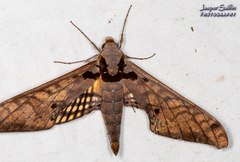 Adhemarius tigrina