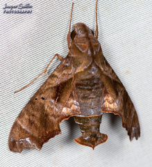Nyceryx tacita