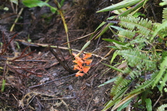 Elleanthus ampliflorus