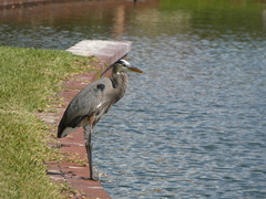 Ardea herodias