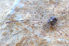 Kalliste pavonum