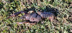 Procambarus clarkii