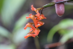 Elleanthus ampliflorus