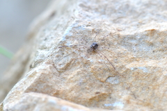 Kalliste pavonum