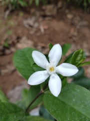 Wrightia antidysenterica