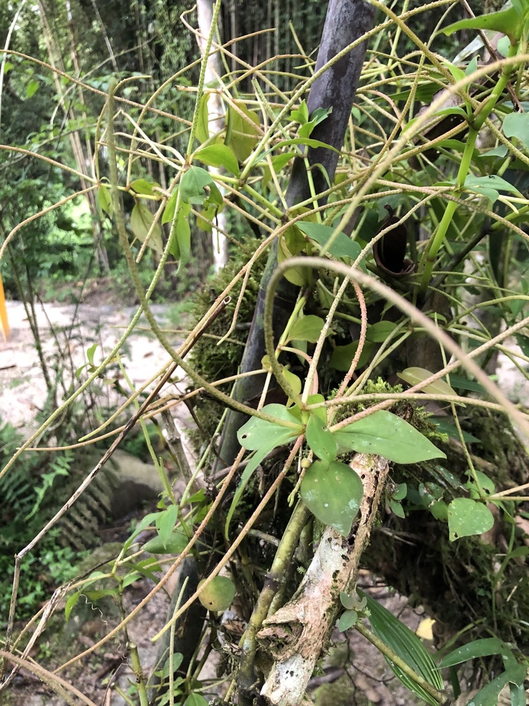 Peperomia ceroderma (Peperomia ceroderma)