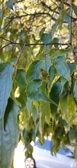 Celtis australis