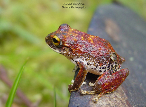 Pristimantis renjiforum