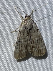 Catocala gracilis