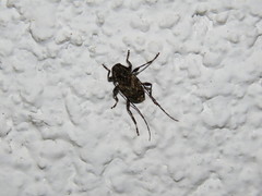 Oedopeza ocellator