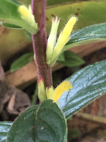 Columnea orientandina, photograph 3