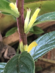 Columnea orientandina, photograph Skjold Søndergaard, CC BY, iNaturalist via GBIF