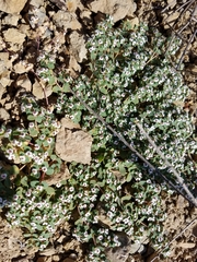 Euphorbia polycarpa polycarpa